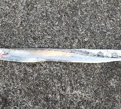 ムコイチドラゴン確保