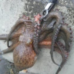 激渋太刀魚攻略とメタルジグ大ダコ！！