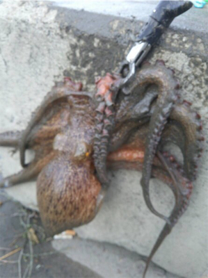 激渋太刀魚攻略とメタルジグ大ダコ！！