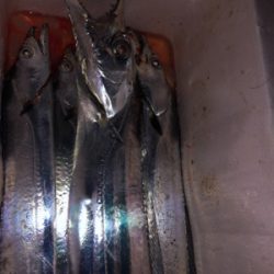 初めてのドラゴン級!