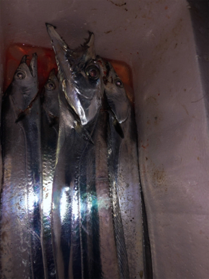 初めてのドラゴン級!