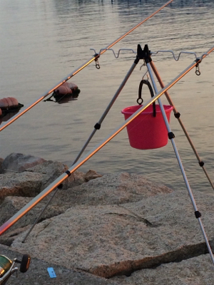 メタボなカレイ