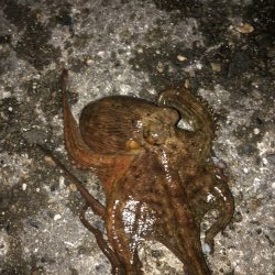 タチウオその他