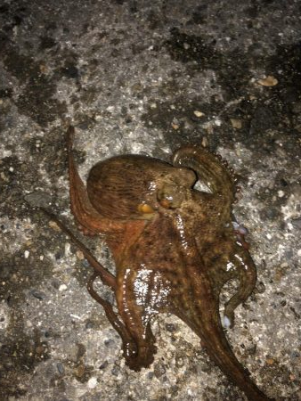 タチウオその他