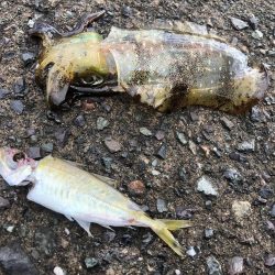 秋イカ自己最高800g