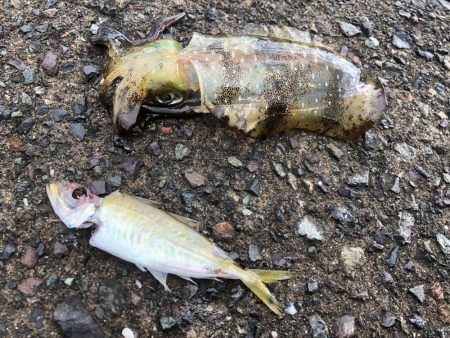 秋イカ自己最高800g