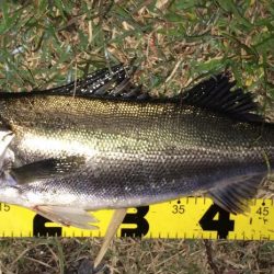 秋のハイシーズンシーバス