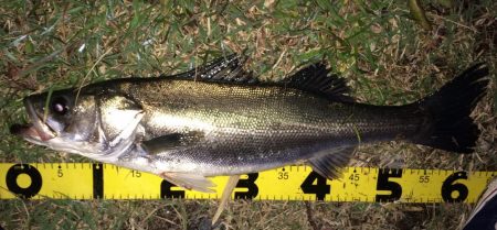 秋のハイシーズンシーバス