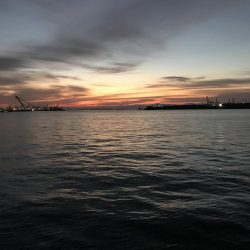 タチウオ終盤。