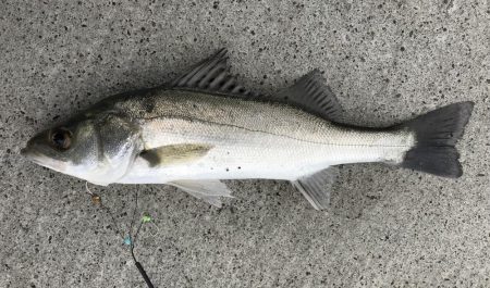 ちょい投げ、足元釣り