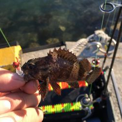 ガシリング、メバリング