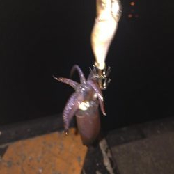 ヒイカ釣り②