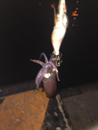 ヒイカ釣り②