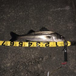 ランカーに届かず!