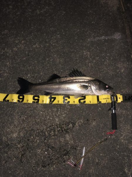 ランカーに届かず!