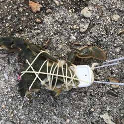 マダコ キロオーバー