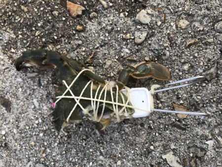 マダコ キロオーバー