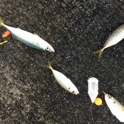 サビキ&タチウオ