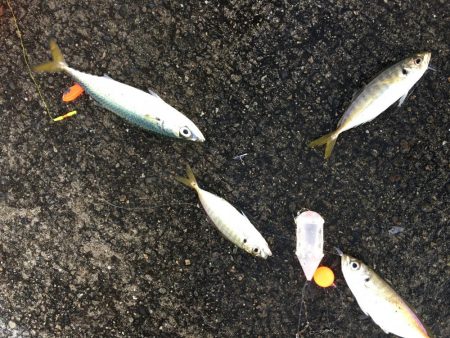 サビキ&タチウオ