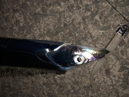 激渋タチウオ