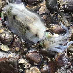 デイゲームで・・・