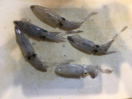 ショアジグぼうず