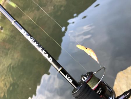 エリアトラウト