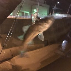 アジングメバリング