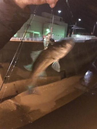 アジングメバリング