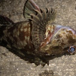 ライトゲームの時期がやってきました