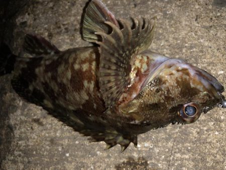 ライトゲームの時期がやってきました