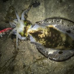 潮は悪いけど・・・