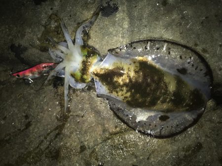 潮は悪いけど・・・