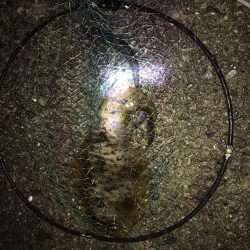 アオリイカのアタリ数多し☆