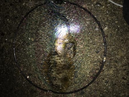 アオリイカのアタリ数多し☆