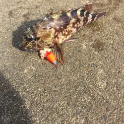 ジギング エギング異常無し!