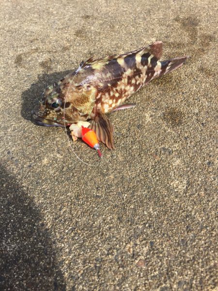 ジギング エギング異常無し!