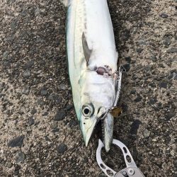 今年、初‼️サゴシ