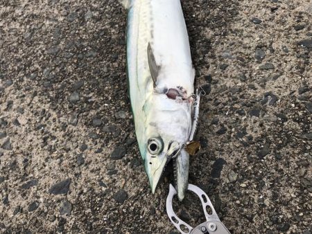 今年、初‼️サゴシ