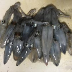 ライトエギング