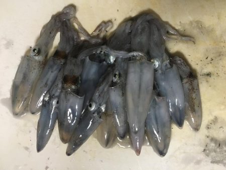 ライトエギング