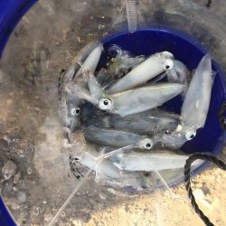 デイヒイカハマりまくりwww