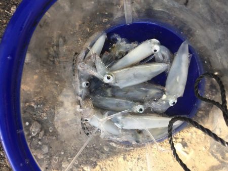 デイヒイカハマりまくりwww