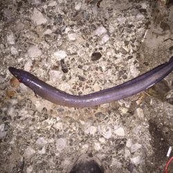 泳がせでアオリ