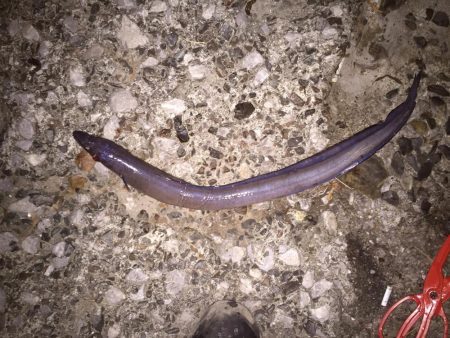 泳がせでアオリ