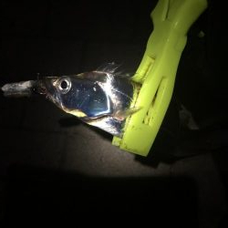 寒いシーサイドコスモ