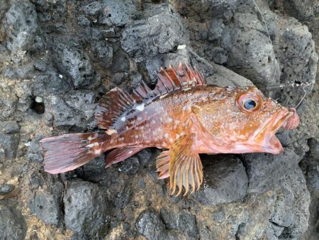 ガシラしかいない