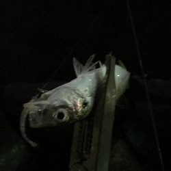 芦屋浜 アジング好調