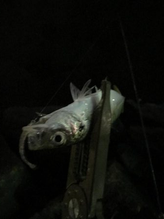 芦屋浜 アジング好調