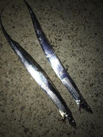 休日の激戦区へ